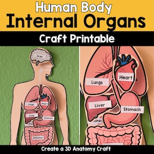 Pyssel med människokroppens inre organ, utskrivbart anatomipyssel för barn, Montessori hemskola naturvetenskap