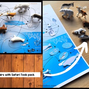 Arctic Food Web Printable - Interactive Learning Pack -- Busy Book Page ...