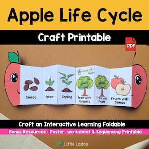 Apple Life Cycle Craft Printable: Foldable Activity (Digital Download)