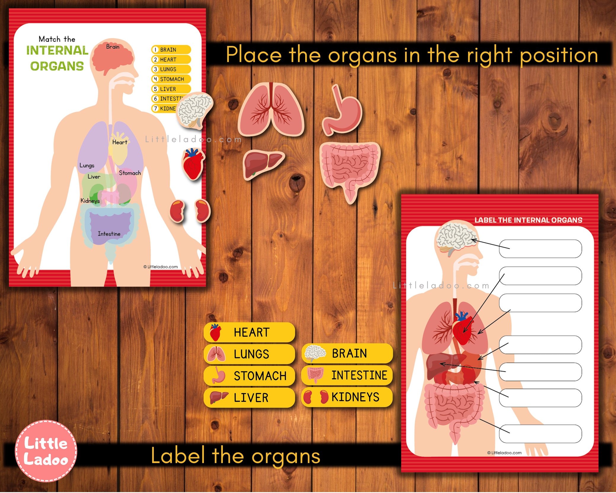Human Internal Organs Busy Book Anatomy Learning Binder Etsy UK