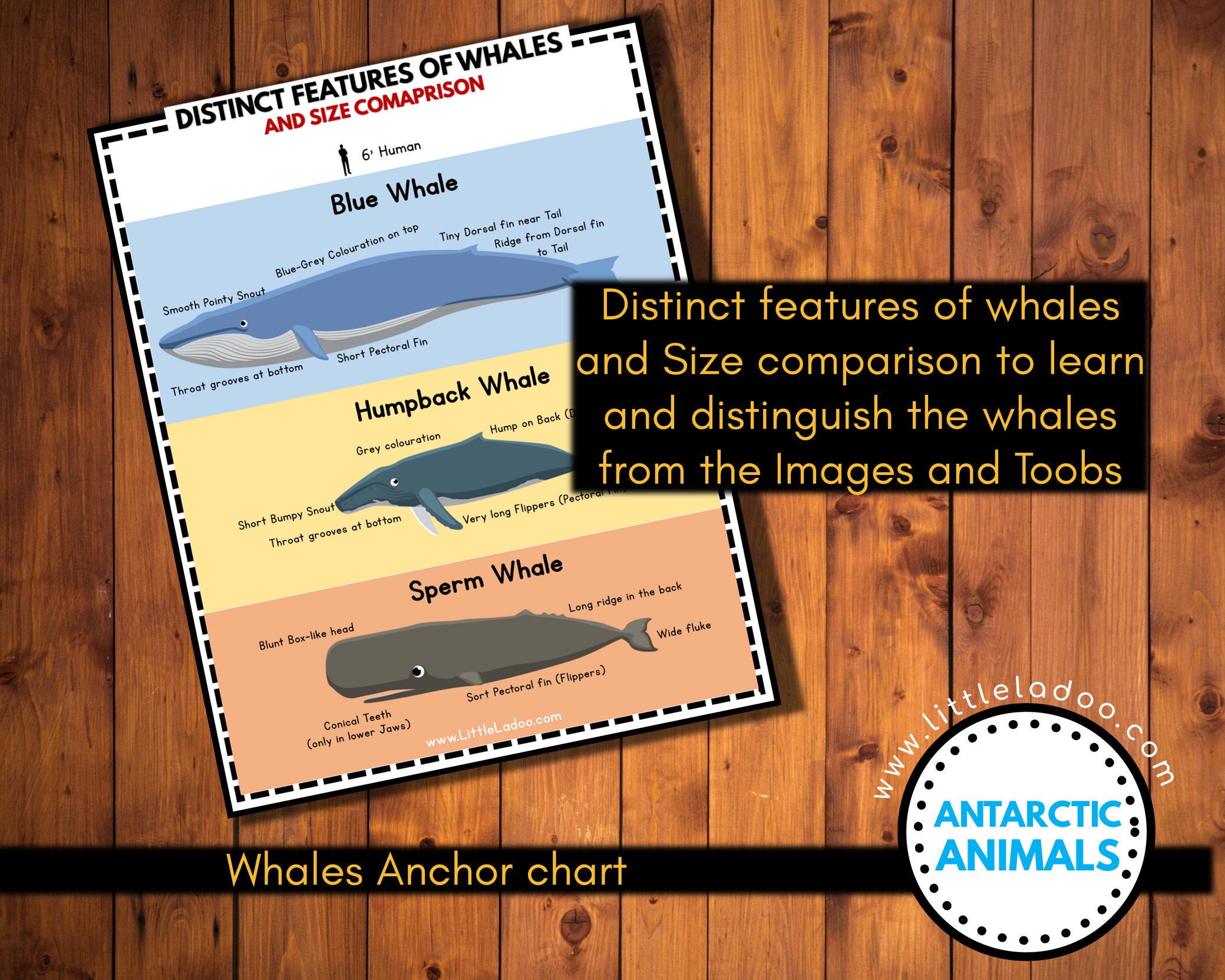 Antarctic Animals Printable, Montessori 3 Part Cards , Safari Arctic ...