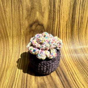 Succulents - Multi Color