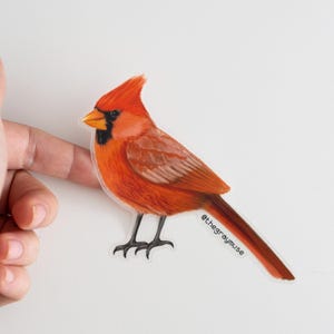 Pegatina mate de pájaro cardenal rojo norteño, regalos para amantes de la naturaleza, pájaro estatal de Illinois, Indiana, Kentucky, Carolina del Norte, Ohio y Virginia Occidental