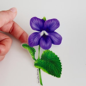 May include: A purple flower with five petals and green leaves. The flower is on a white background. The text "@thegraymuse" is written on the stem.