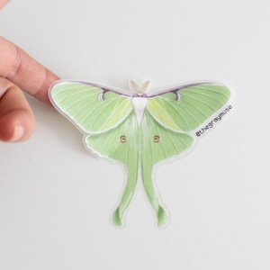 Puede incluir: Una pegatina de polilla luna verde y blanca con fondo translúcido. La pegatina tiene el texto "@thegraymuse" en la esquina inferior derecha.