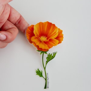 Puede incluir: Una pegatina transparente de una amapola de California naranja con hojas verdes y un tallo. La pegatina tiene el texto "@thegraymuse" en la parte inferior.