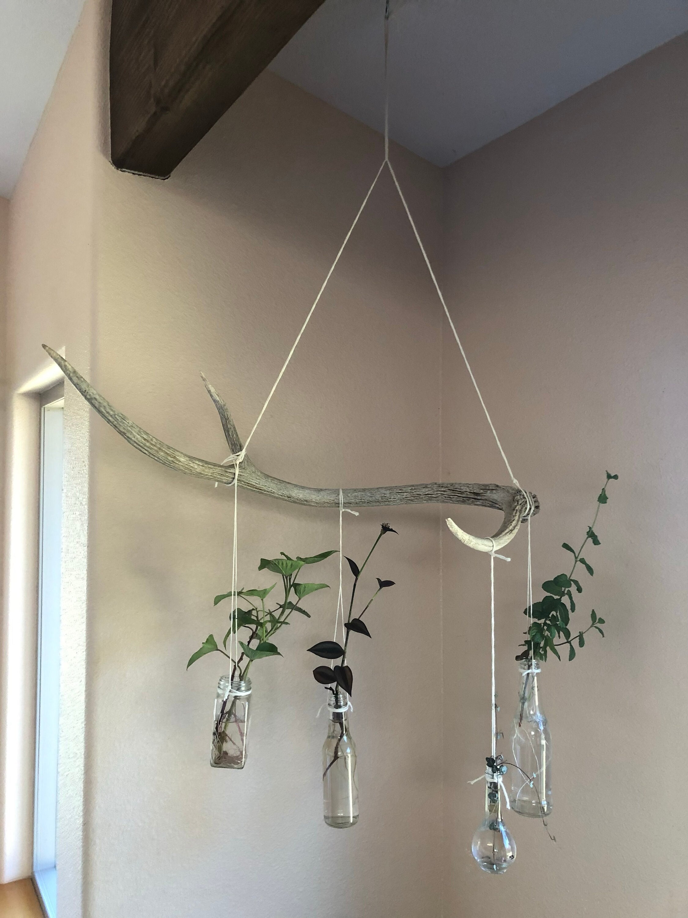 Axis Deer Antler Plant Hanger - Etsy