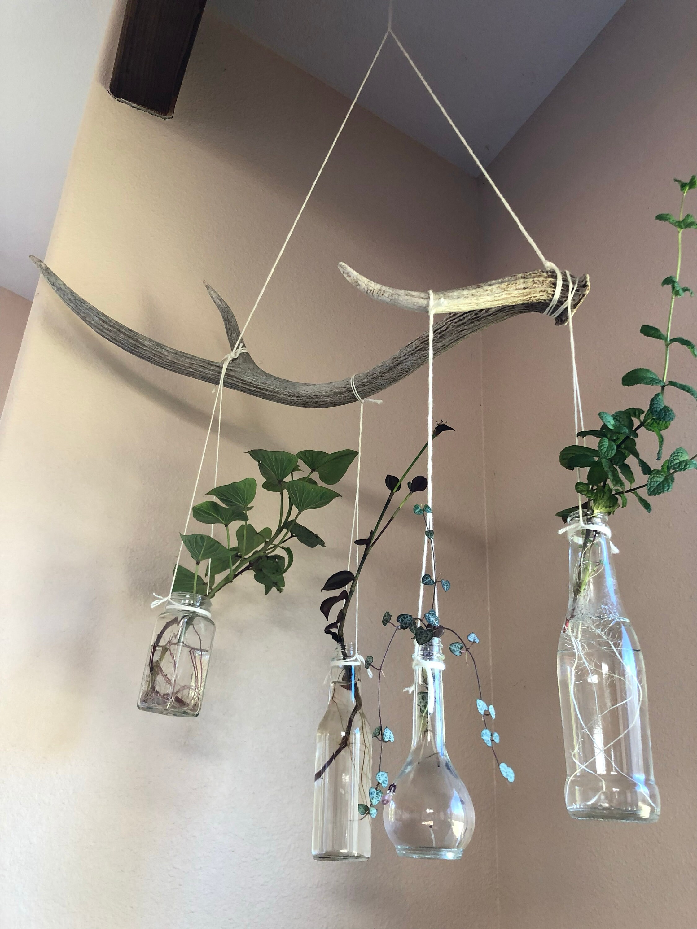 Axis Deer Antler Plant Hanger - Etsy