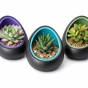 May include: Three black, egg-shaped planters with colorful interior accents. Each planter holds a different succulent plant and small pebbles. The interior colors are purple, teal, and green.