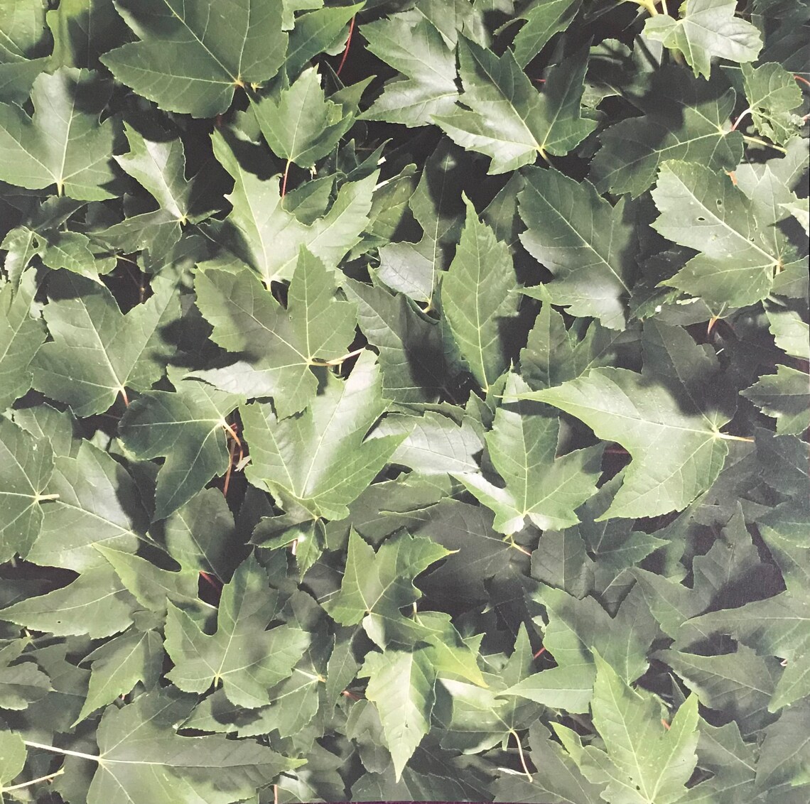 1 Sheet Green Leaf Scrapbook Paper Etsy