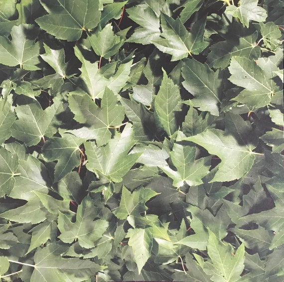 1 Sheet Green Leaf Scrapbook Paper | Etsy