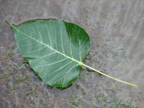 44+ Peepal Leaf Craft PNG