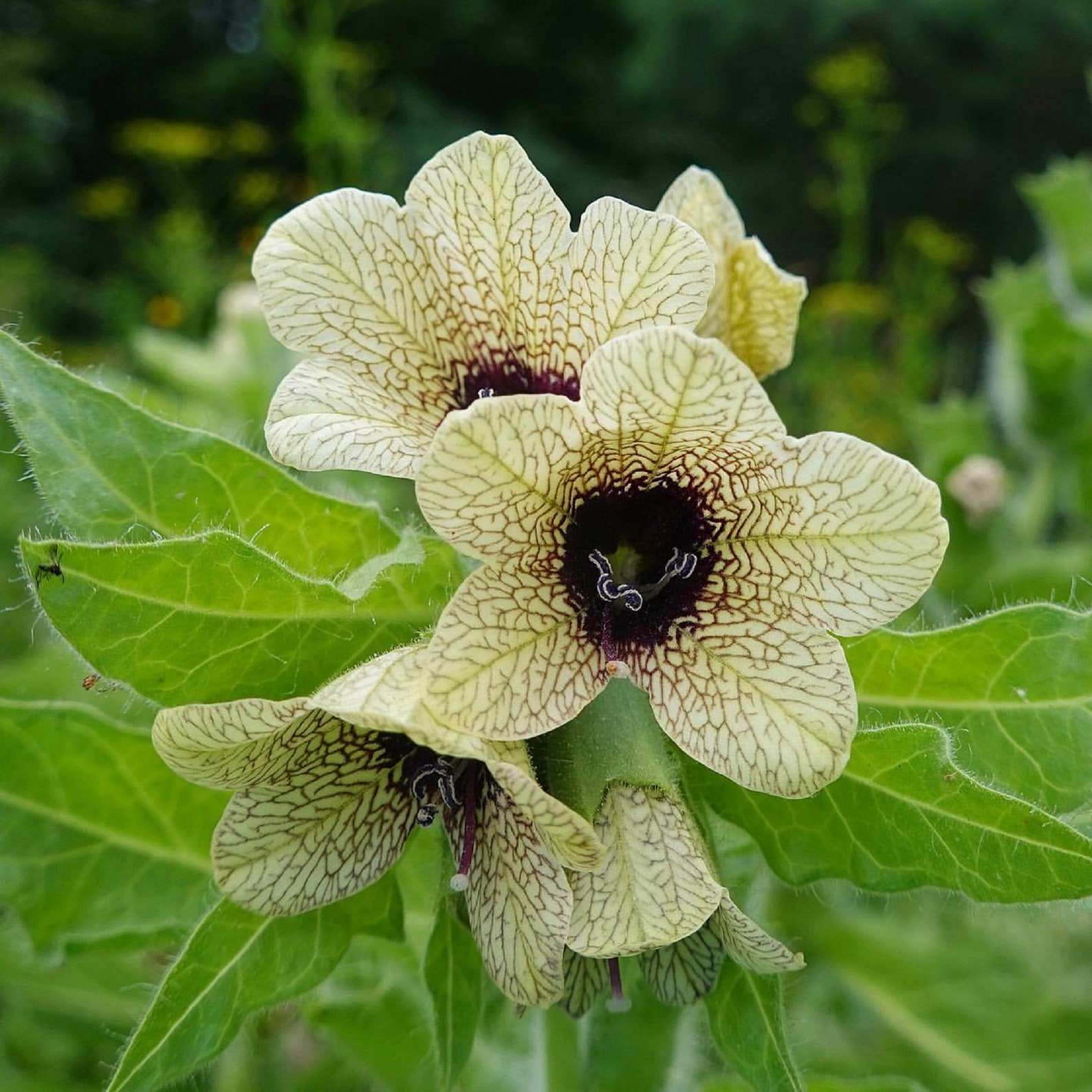 500 PCS Henbane seeds Black Henbane Stinking Nightshade | Etsy