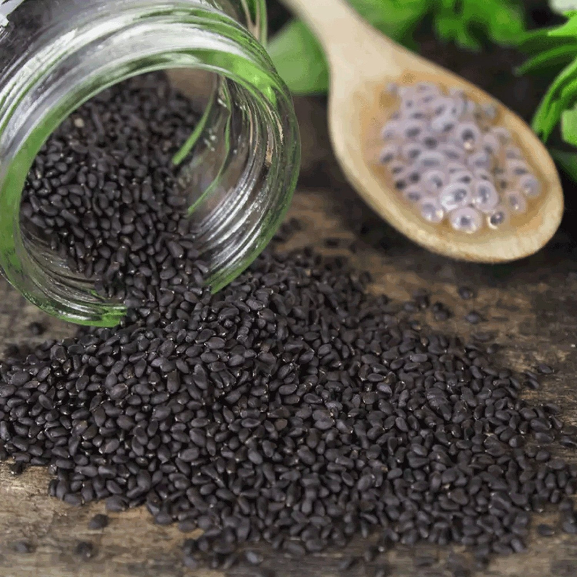 Basil Seeds Holy Basil Sacred Basil St. Josephs Wort Sweet Etsy