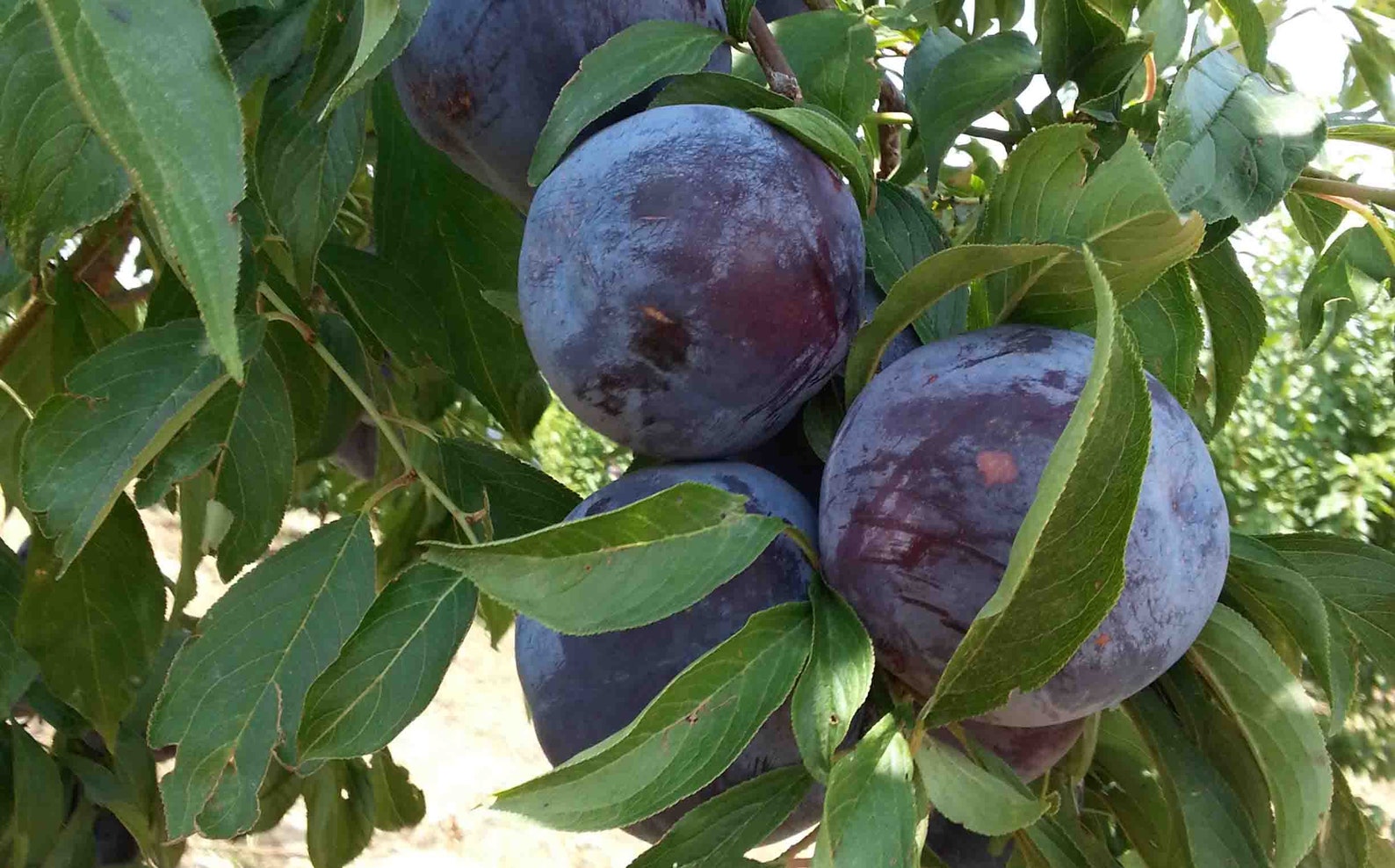 10 Pcs Black Plum Seeds Delicious Juicy Fruit Garden Plant Etsy