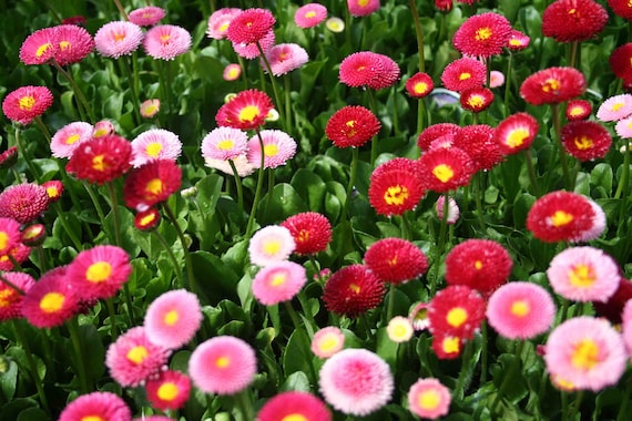 Double English Daisy Bellis Perennis 50 Top Quality Seeds Mix Etsy