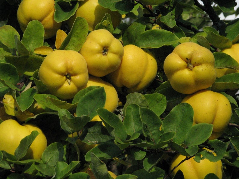 Aegle marmelos 50 Seeds Beal Bengal Quince Golden apple Stone Cydonia oblon...