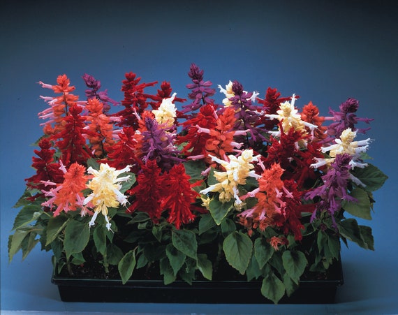 50 Salvia Seeds Reddy Mix FLOWER SEEDS