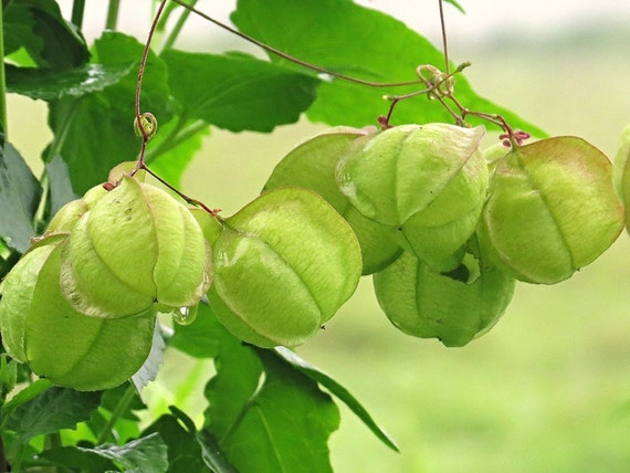 100 Seeds Love In A Puff Vine Cardiospermum Halicacabum Etsy