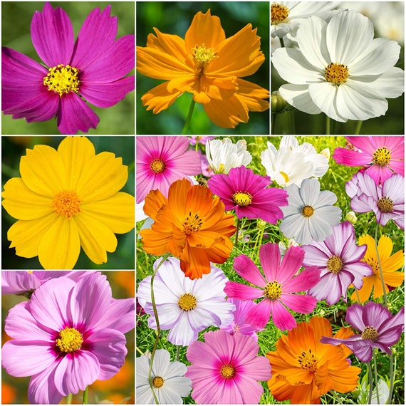 40 Pcs Cosmos Flower Seeds Fresh Seeds Brightness Mixed Winter Etsy
