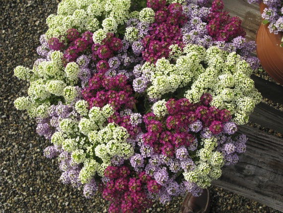 10 Alyssum ovirense Seeds