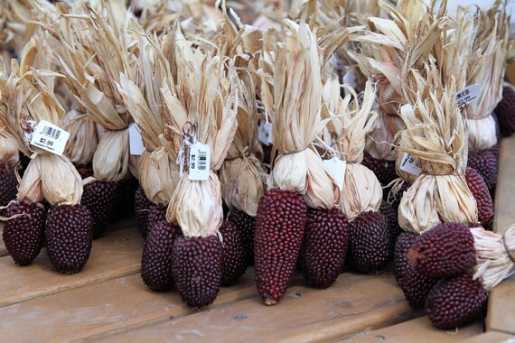 10 grams Strawberry Corn seeds Zea Mays Strawberry