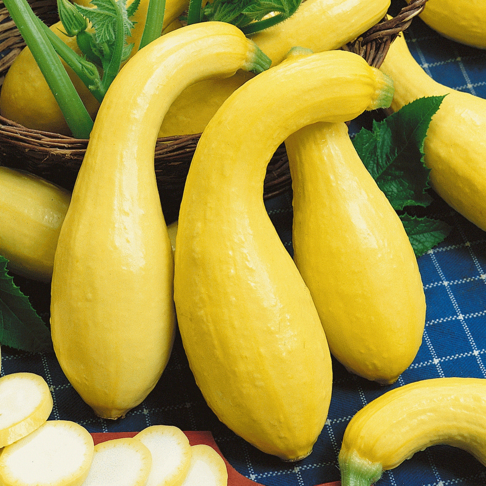 12 Pcs Crookneck Yellow Squash Seeds Organic Golden Zucchini Etsy