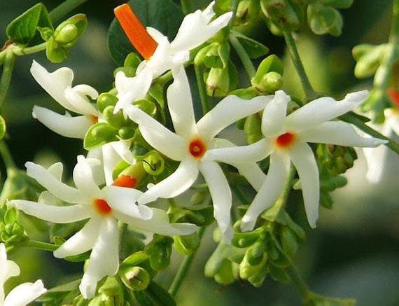 Night Flowering Jasmine Leaves : 10 Types Of Jasmine ...