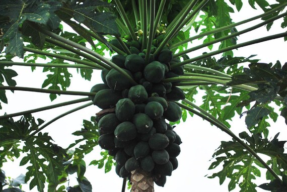 20//50Pcs 30pcs Fresh Dwarf Papaya Fruit Seeds Sweet Organic Fruit Garden Bonsai