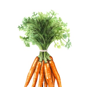 Watercolor Carrots Print, Carrots Wall Decor, Food Art, Food Illustration, Kitchen Wall Decor image 2