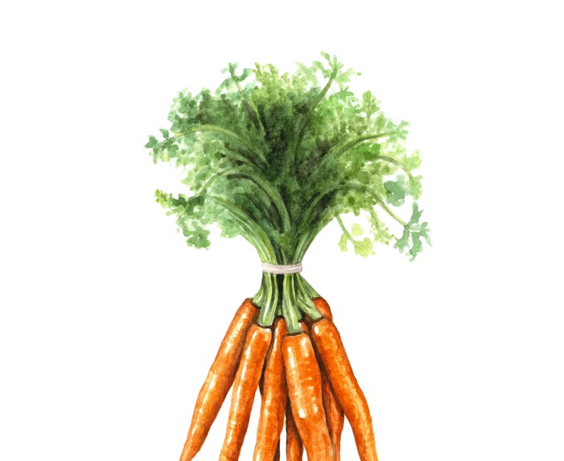 Watercolor Carrots Print, Carrots Wall Decor, Food Art, Food Illustration, Kitchen Wall Decor image 2