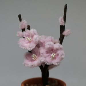 May include: A small potted plant with pink fuzzy flowers and brown stems. The plant is in a terracotta pot.