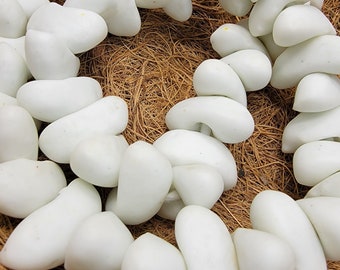 Large White Bean African Beads