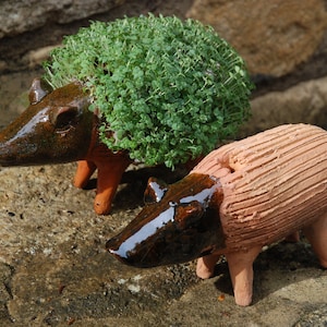 Grow your own Pig Figure - Comes with cress seeds - simply add cress seeds and water and watch it grow!