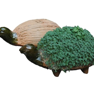 Grow your own Turtle Figure - Comes with cress seeds - simply add cress seeds and water and watch it grow!