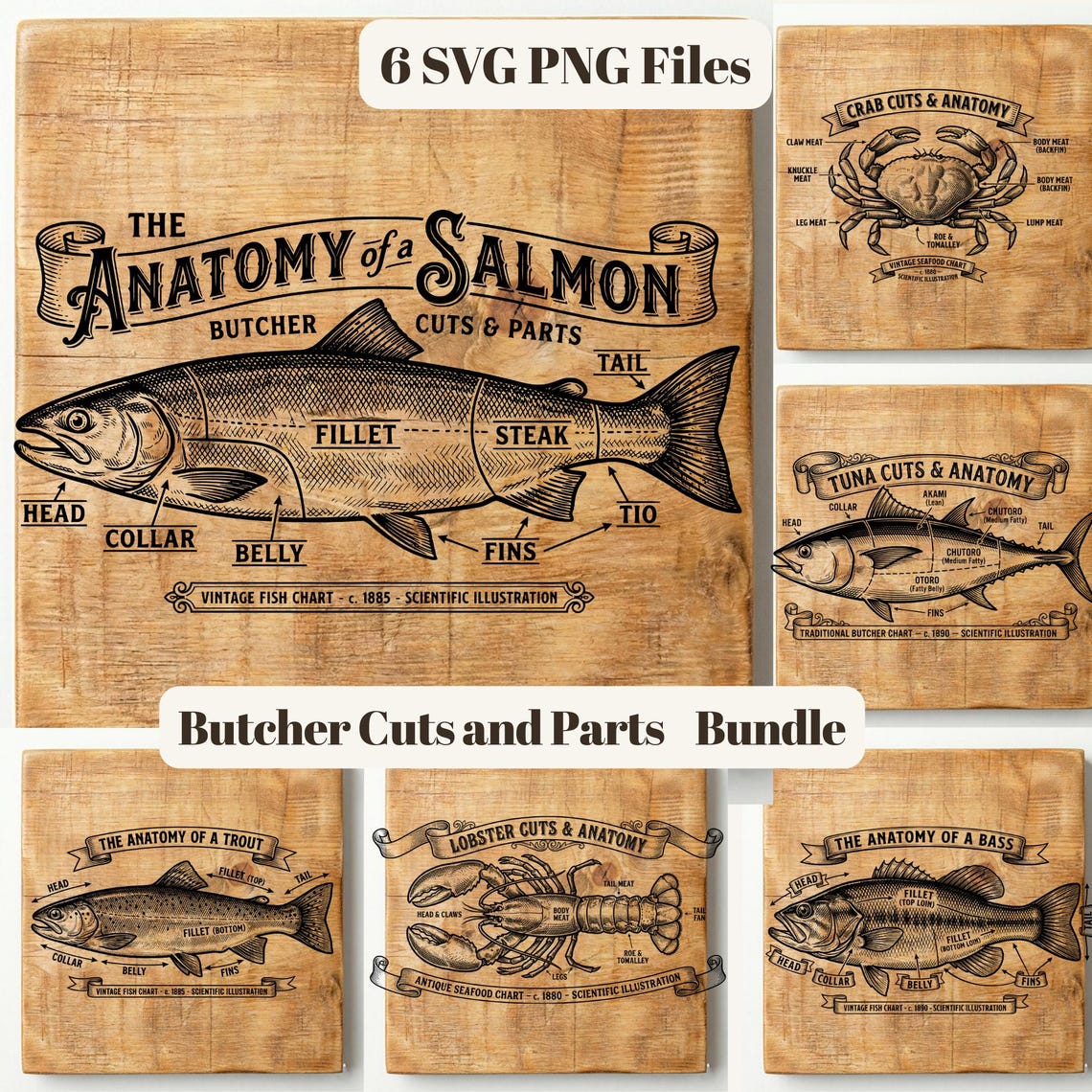 Vintage Fish Anatomy Butcher Cuts Bundle (SVG, PNG) - Etsy