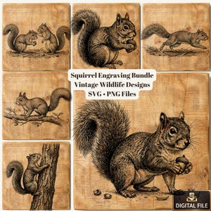 May include: A collection of vintage-style squirrel engravings on wooden backgrounds. The images feature squirrels in various poses, including holding acorns and climbing trees. Text reads "Squirrel Engraving Bundle Vintage Wildlife Designs SVG PNG Files."