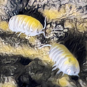 Armadillidium vulgare &quot;Magic Potion&quot; Isopod Print 4x6 5x7 8x10