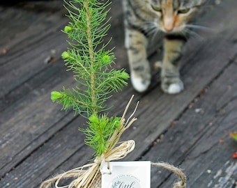 Pet Memorial Tree Gift,  Evergreen Sapling, In Memory of Your Pet