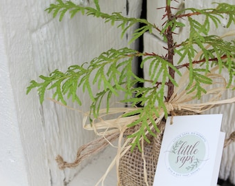 Árbol joven de hoja perenne vivo, regalo de madera para el 5.º aniversario, árbol personalizado en crecimiento