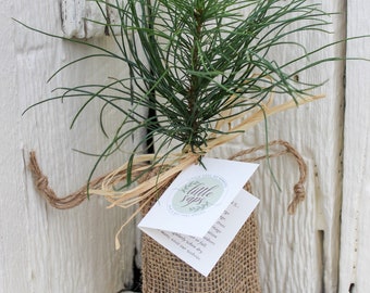 Friendship is a Sheltering Tree Gift Tree | Friendship Gift | Earth Friendly Gift | Gift for Him or Her | Meaningful Gift for a Friend