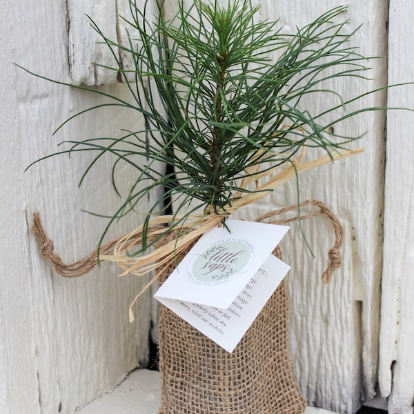 Friendship is a Sheltering Tree Gift Tree | Friendship Gift | Earth Friendly Gift | Gift for Him or Her | Meaningful Gift for a Friend