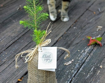 Árbol joven de hoja perenne conmemorativo para mascotas, regalo de recuerdo vivo