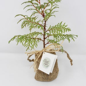 From Little Seeds Gift Tree | Inspirational Gift | New Baby Gift | Teacher Appreciation Gift | Entrepreneur & New Enterprise Gift