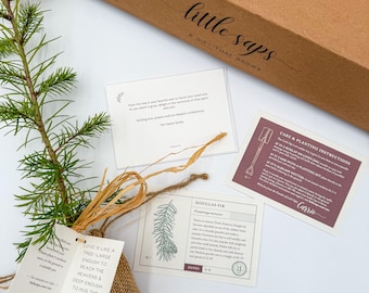 Live Evergreen Tree Sapling, Housewarming Gift for New Homeowners