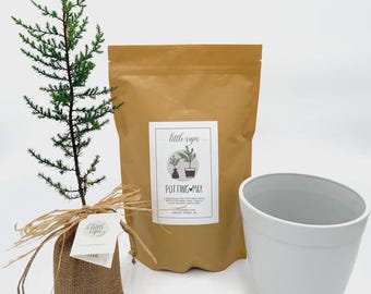 Sentimental Gift, Small Evergreen Tree Planting Kit, Teacher Appreciation, Realtor Closing Gift, Newlywed Present