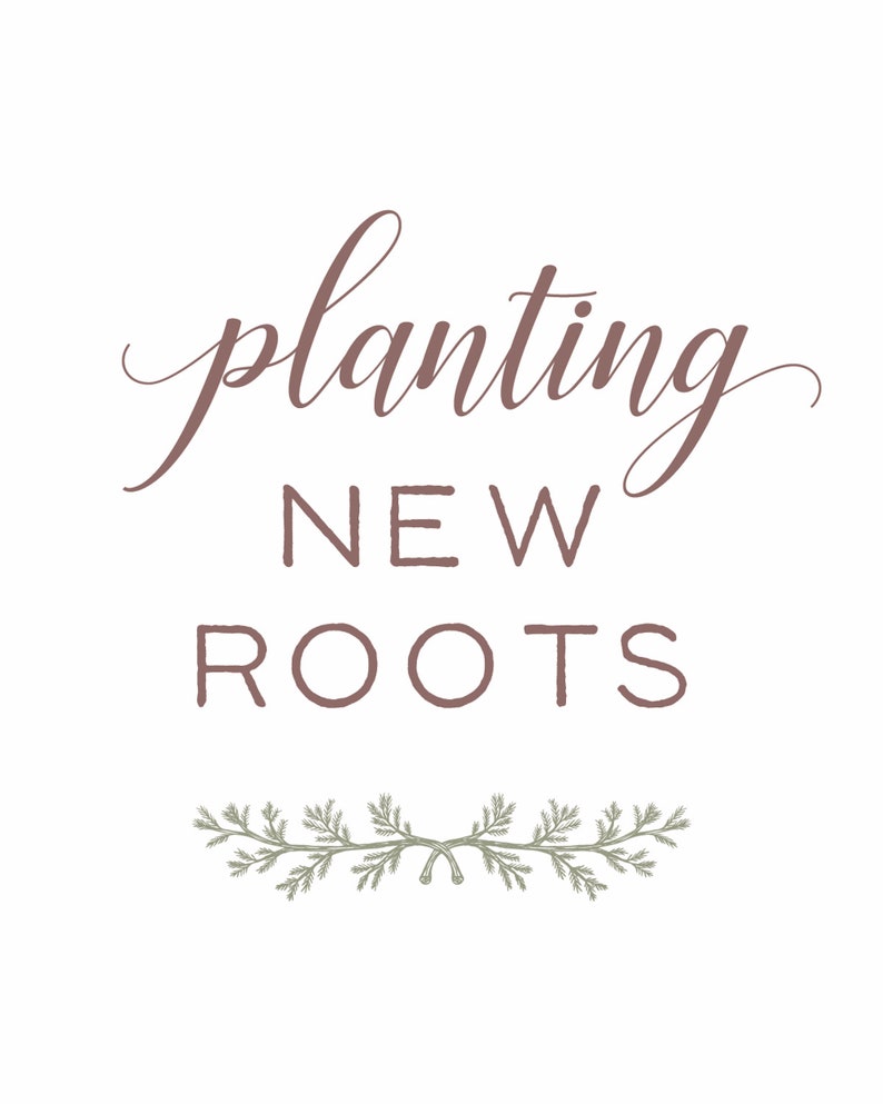 Live Evergreen Sapling, Housewarming Gift, Planting New Roots Tree immagine 4