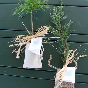 Live Evergreen Sapling, Housewarming Gift, Planting New Roots Tree immagine 12