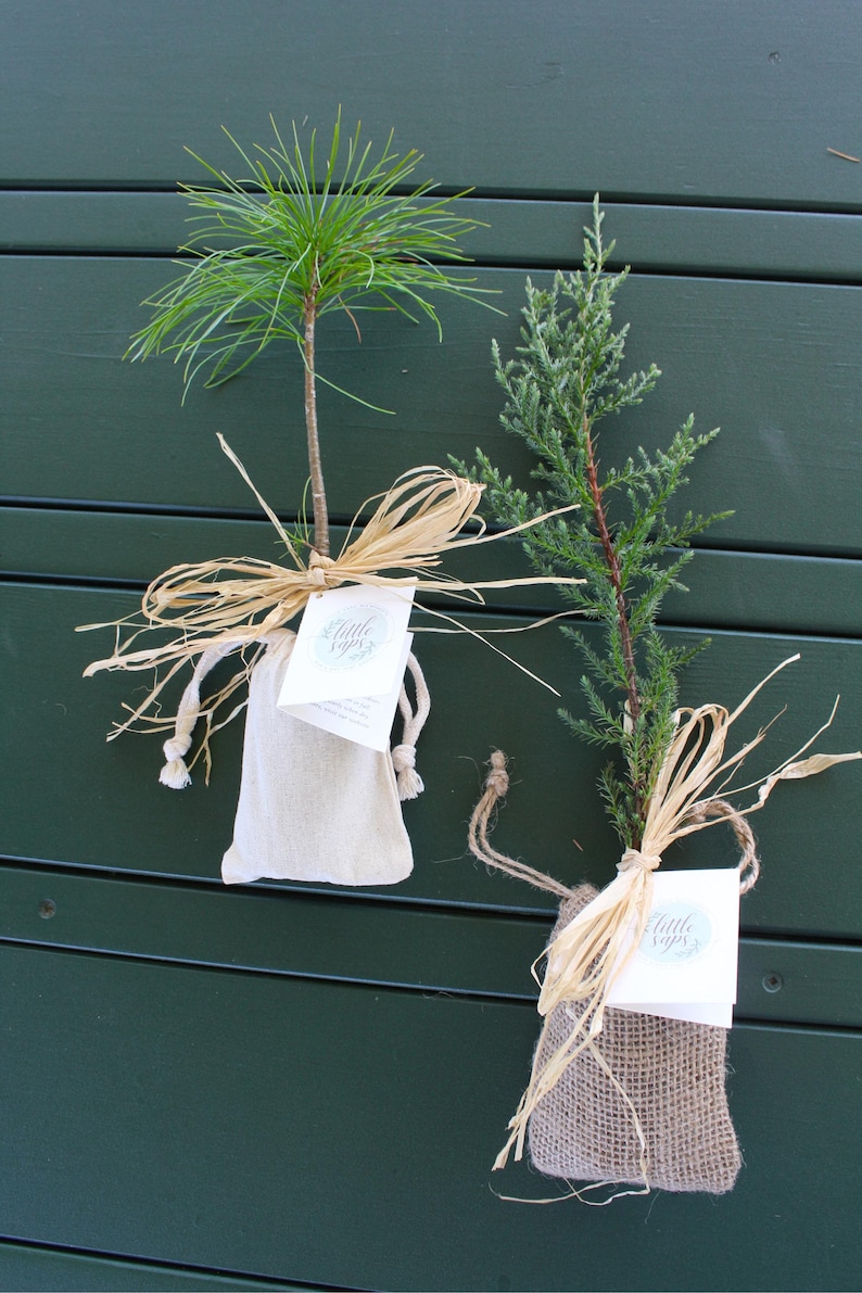 Live Evergreen Sapling, Housewarming Gift, Planting New Roots Tree immagine 12