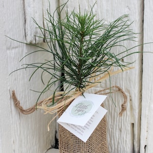 Your Loved One Gift Tree Memorial Gift Tree Sympathy Gift Tree Plant in Memory of Your Loved One Burlap Sack